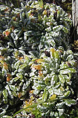 Saxifraga hostii \ Hosts Steinbrech / Host's Saxifrage, A K&auml;rnten/Carinthia, Petzen 21.7.2007