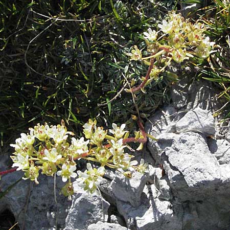 Saxifraga crustata \ Krusten-Steinbrech / Encrusted Saxifrage, A K&auml;rnten/Carinthia, Petzen 21.7.2007