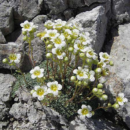 Saxifraga squarrosa \ Sparriger Steinbrech / Dolomites Saxifrage, A K&auml;rnten/Carinthia, Petzen 21.7.2007