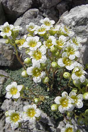 Saxifraga squarrosa \ Sparriger Steinbrech / Dolomites Saxifrage, A K&auml;rnten/Carinthia, Petzen 21.7.2007