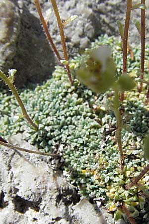 Saxifraga squarrosa \ Sparriger Steinbrech / Dolomites Saxifrage, A K&auml;rnten/Carinthia, Petzen 21.7.2007