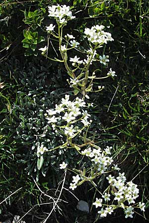 Saxifraga crustata \ Krusten-Steinbrech / Encrusted Saxifrage, A K&auml;rnten/Carinthia, Petzen 21.7.2007