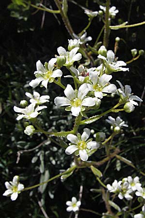 Saxifraga crustata \ Krusten-Steinbrech / Encrusted Saxifrage, A K&auml;rnten/Carinthia, Petzen 21.7.2007