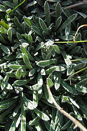 Saxifraga crustata \ Krusten-Steinbrech / Encrusted Saxifrage, A K&auml;rnten/Carinthia, Petzen 21.7.2007