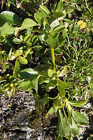 Salix serpillifolia \ Quendelblttrige Weide / Thyme-Leaved Willow, A Kärnten/Carinthia, Petzen 21.7.2007