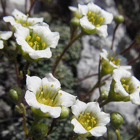 Saxifraga squarrosa \ Sparriger Steinbrech / Dolomites Saxifrage, A K&auml;rnten/Carinthia, Petzen 21.7.2007