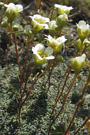 Saxifraga squarrosa \ Sparriger Steinbrech / Dolomites Saxifrage, A K&auml;rnten/Carinthia, Petzen 21.7.2007