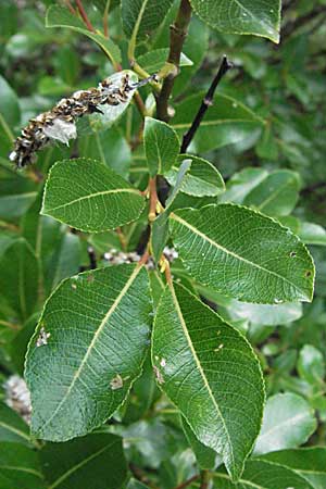 Salix waldsteiniana \ Waldsteins Weide, Bumchen-Weide / Waldstein's Willow, A Kärnten/Carinthia, Petzen 21.7.2007