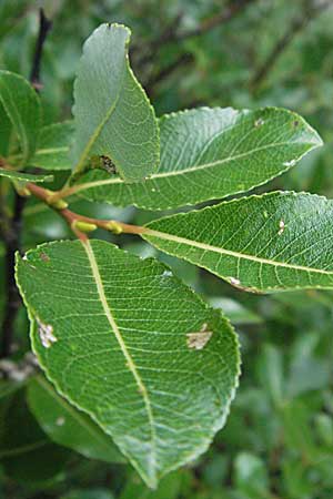 Salix waldsteiniana \ Waldsteins Weide, Bumchen-Weide / Waldstein's Willow, A Kärnten/Carinthia, Petzen 21.7.2007