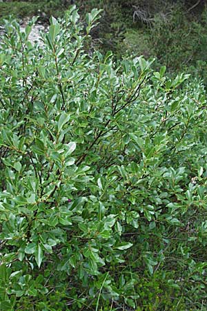 Salix waldsteiniana \ Waldsteins Weide, Bumchen-Weide / Waldstein's Willow, A Kärnten/Carinthia, Petzen 21.7.2007