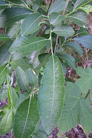 Salix caprea \ Sal-Weide / Goat Willow, A Steyr - Tal / Valley 31.5.2008