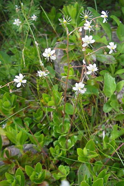Saxifraga cuneifolia \ Keilblttriger Steinbrech / Lesser London Pride, A Kärnten/Carinthia, Petzen 2.7.2010