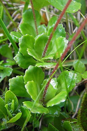 Saxifraga cuneifolia \ Keilblttriger Steinbrech / Lesser London Pride, A Kärnten/Carinthia, Petzen 2.7.2010