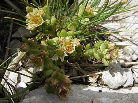 Sedum atratum \ Dunkler Mauerpfeffer / Dark Stonecrop, A Trenchtling 3.7.2010
