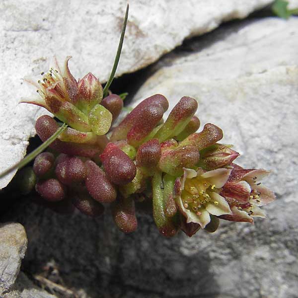 Sedum atratum \ Dunkler Mauerpfeffer / Dark Stonecrop, A Trenchtling 3.7.2010