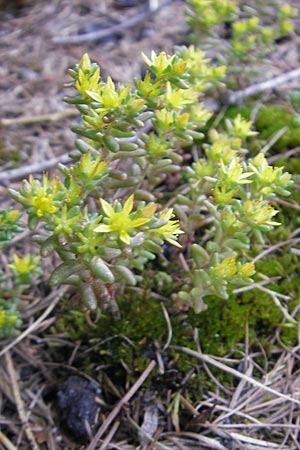 Sedum annuum \ Einjhriger Mauerpfeffer / Annual Stonecrop, A Malta - Tal / Valley 19.7.2010