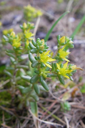 Sedum annuum \ Einjhriger Mauerpfeffer / Annual Stonecrop, A Malta - Tal / Valley 19.7.2010