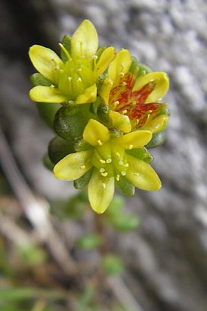 Sedum alpestre \ Alpen-Mauerpfeffer / Alpine Stonecrop, A Malta - Tal / Valley 19.7.2010