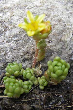 Sedum alpestre \ Alpen-Mauerpfeffer / Alpine Stonecrop, A Malta - Tal / Valley 19.7.2010