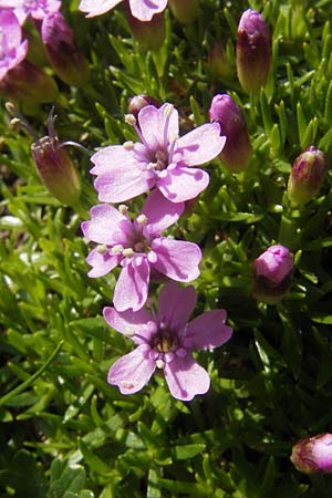 Silene acaulis \ Stngelloses Leimkraut, Kalk-Polsternelke / Moss Campion, A Dachstein 20.7.2010