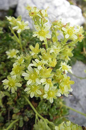 Saxifraga moschata \ Moschus-Steinbrech / Musky Saxifrage, A Dachstein 20.7.2010