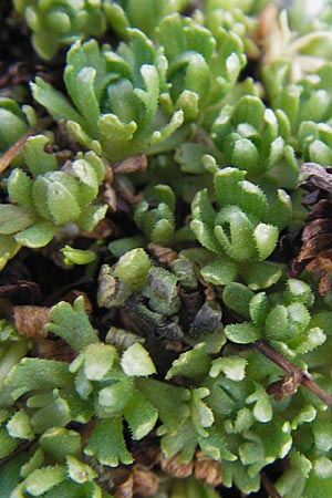 Saxifraga moschata \ Moschus-Steinbrech / Musky Saxifrage, A Dachstein 20.7.2010