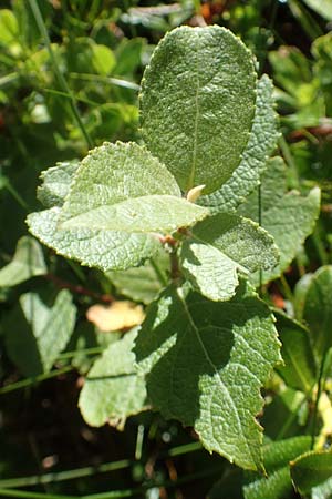 Salix appendiculata \ Schlucht-Weide / Large-Leaved Willow, A Kärnten/Carinthia, Petzen 8.8.2016
