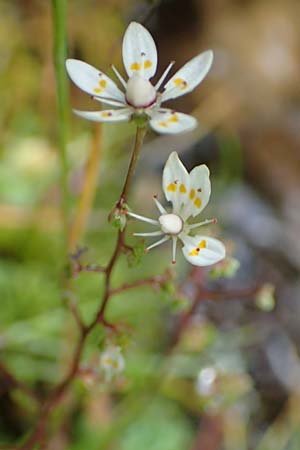 Saxifraga stellaris \ Stern-Steinbrech / Starry Saxifrage, A Kärnten/Carinthia, Koralpe 9.8.2016