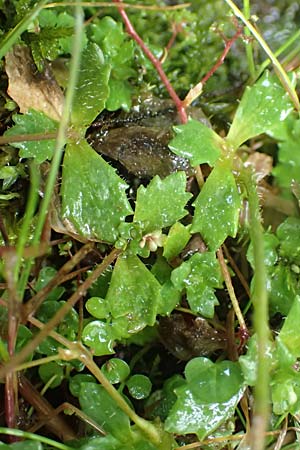 Saxifraga stellaris \ Stern-Steinbrech / Starry Saxifrage, A Kärnten/Carinthia, Koralpe 9.8.2016