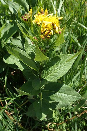 Senecio hercynicus \ Hain-Greiskraut, Harz-Greiskraut / Mountain Woundwort, A Nockalmstraße Windebensee 10.7.2019