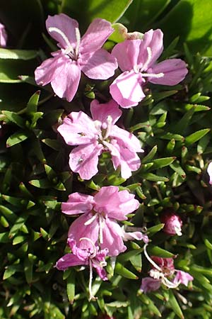 Silene acaulis \ Stngelloses Leimkraut, Kalk-Polsternelke / Moss Campion, A Rax 28.6.2020