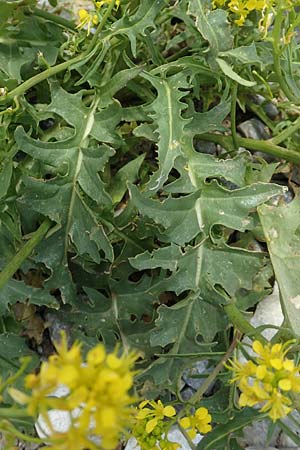 Sisymbrium austriacum \ sterreicher Rauke / Austrian Rocket, A Rax 28.6.2020