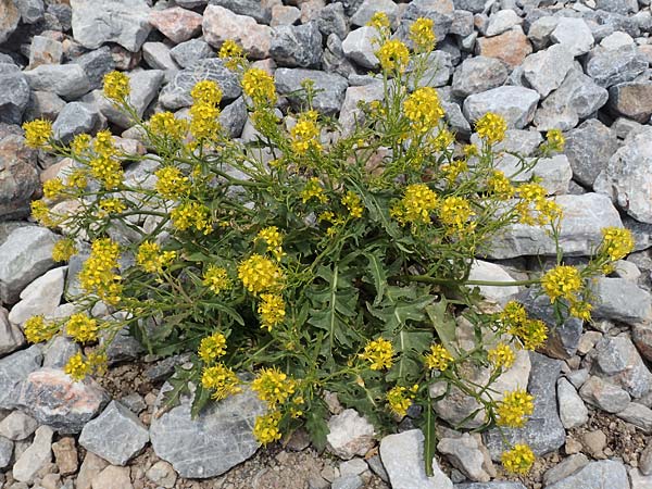 Sisymbrium austriacum \ sterreicher Rauke / Austrian Rocket, A Rax 28.6.2020