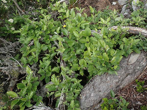 Sorbus austriaca \ sterreichische Mehlbeere / Austrian Whitebeam, A Schneealpe 30.6.2020