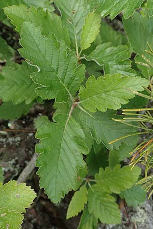 Sorbus austriaca \ sterreichische Mehlbeere / Austrian Whitebeam, A Schneealpe 30.6.2020