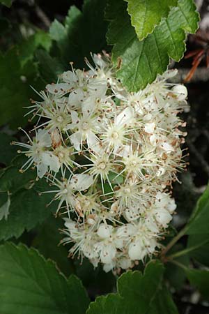 Sorbus austriaca \ sterreichische Mehlbeere / Austrian Whitebeam, A Schneealpe 30.6.2020