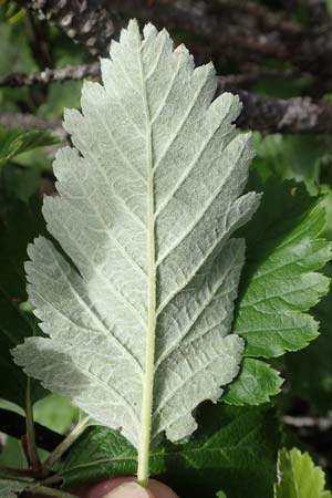 Sorbus austriaca \ sterreichische Mehlbeere / Austrian Whitebeam, A Schneealpe 30.6.2020