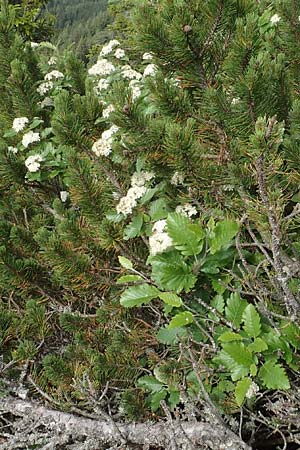 Sorbus austriaca \ sterreichische Mehlbeere / Austrian Whitebeam, A Schneealpe 30.6.2020