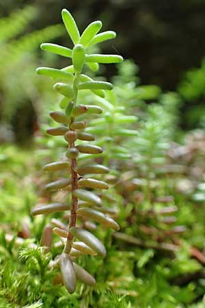 Sedum album \ Weier Mauerpfeffer / White Stonecrop, A Weichtal-Klamm 1.7.2020
