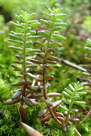 Sedum album \ Weier Mauerpfeffer / White Stonecrop, A Weichtal-Klamm 1.7.2020