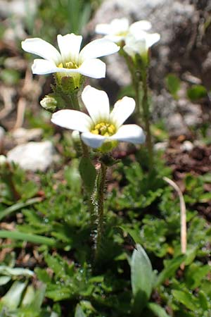 Saxifraga androsacea \ Mannsschild-Steinbrech / Scree Saxifrage, A Lawinenstein 5.7.2020