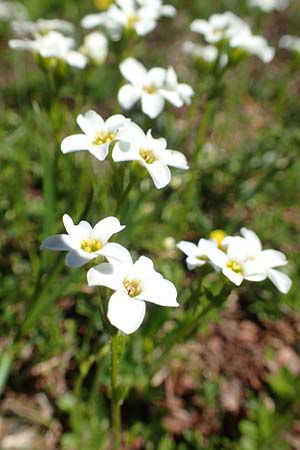 Saxifraga androsacea \ Mannsschild-Steinbrech / Scree Saxifrage, A Lawinenstein 5.7.2020