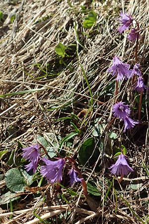 Soldanella alpina \ Alpenglckchen / Alpine Snowbell, A Dachstein, Auretskar 7.7.2020