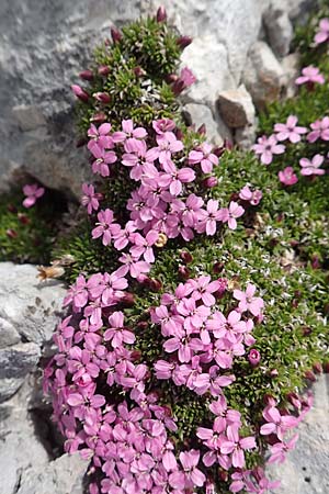 Silene acaulis \ Stngelloses Leimkraut, Kalk-Polsternelke / Moss Campion, A Dachstein 10.7.2020