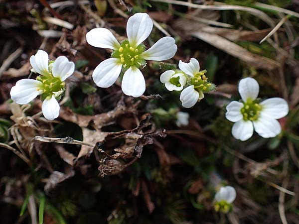 Saxifraga androsacea \ Mannsschild-Steinbrech / Scree Saxifrage, A Wölzer Tauern, Hoher Zinken 26.6.2021