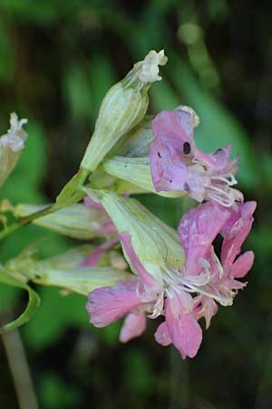 Silene armeria \ Nelken-Leimkraut / Sweet-William Campion, A Kraubath (Mur) 27.6.2021