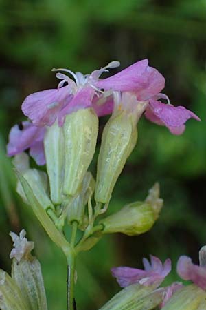 Silene armeria \ Nelken-Leimkraut / Sweet-William Campion, A Kraubath (Mur) 27.6.2021