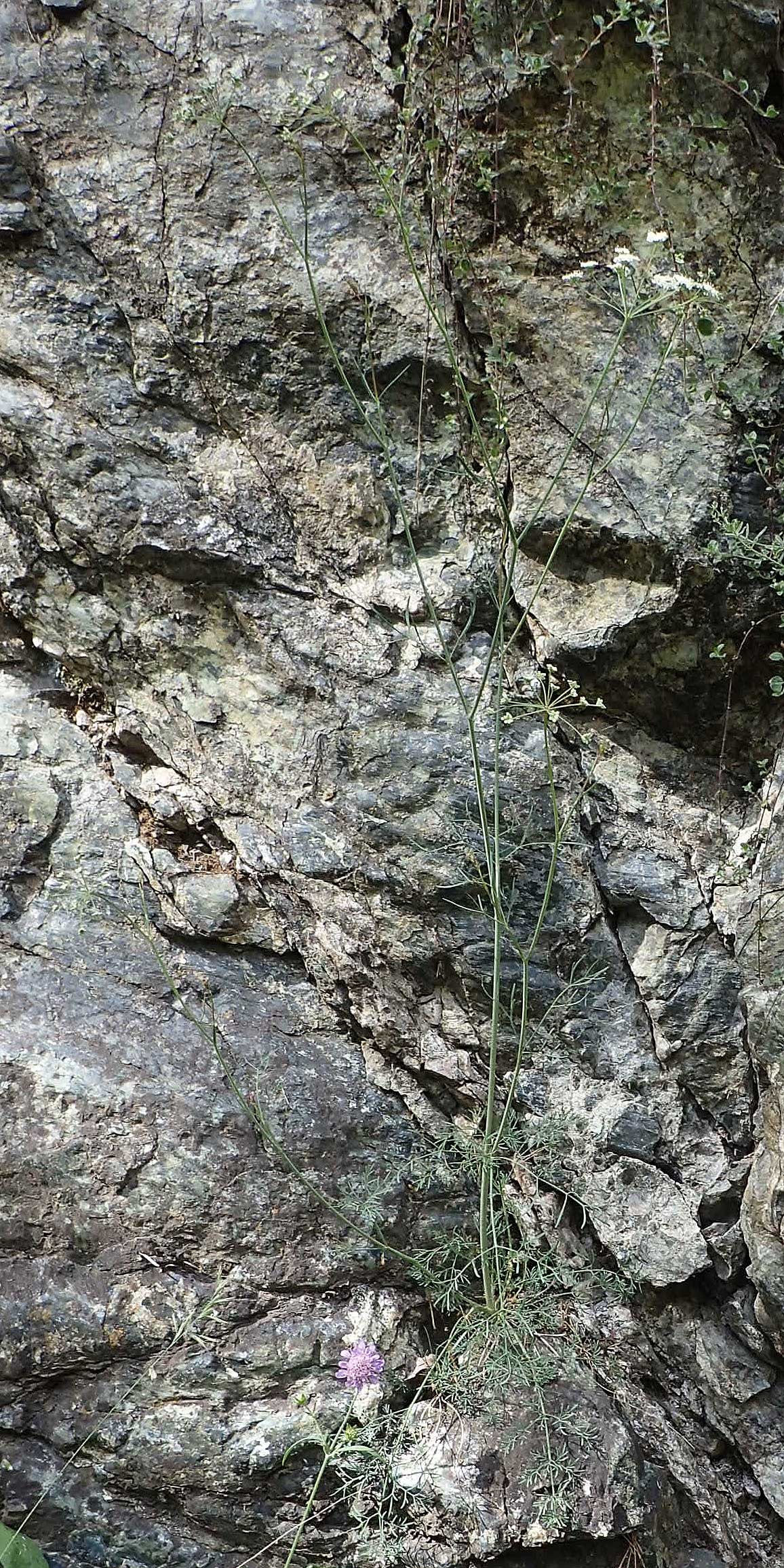 Seseli austriacum \ &Ouml;sterreicher Bergfenchel, &Ouml;sterreicher Sesel / Austrian Seseli, A Kraubath (Mur) 27.6.2021