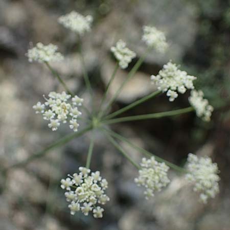 Seseli austriacum \ &Ouml;sterreicher Bergfenchel, &Ouml;sterreicher Sesel / Austrian Seseli, A Kraubath (Mur) 27.6.2021