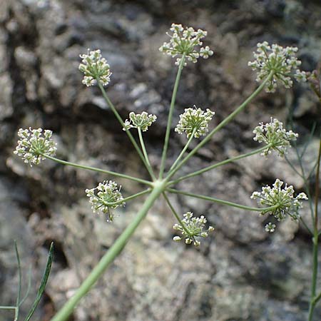 Seseli austriacum \ &Ouml;sterreicher Bergfenchel, &Ouml;sterreicher Sesel / Austrian Seseli, A Kraubath (Mur) 27.6.2021